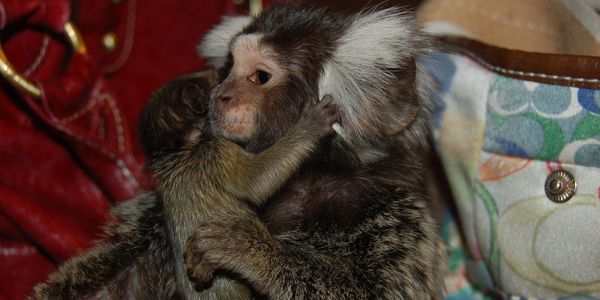 daddy marmoset holding baby