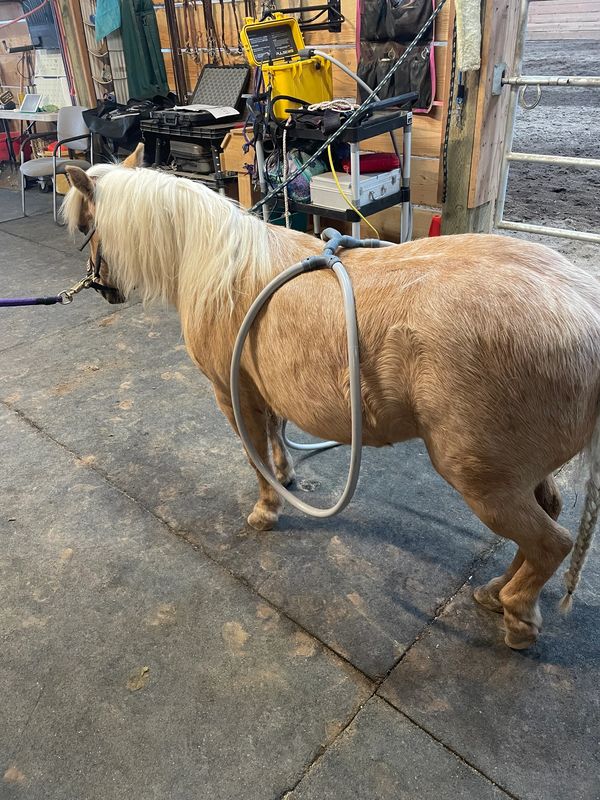 PEMF being done on Mercedes.