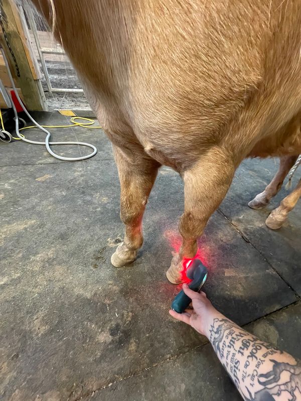 Laser therapy being done on Mercedes' feet.