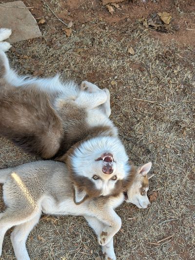 Two huskies lying on dry grass, one smiling upside down.
