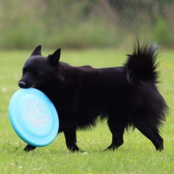 schipperke dics dog