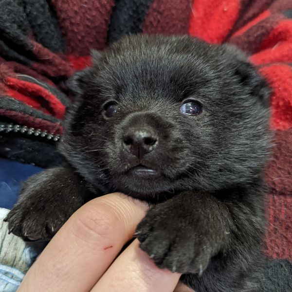 schipperke puppy in   canada