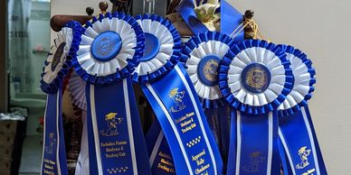 island west schipperkes ribbons