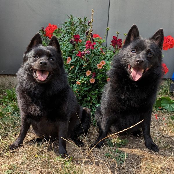 schipperke dogs