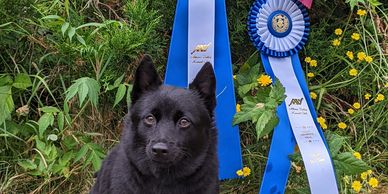 obedience and schipperkes Island West