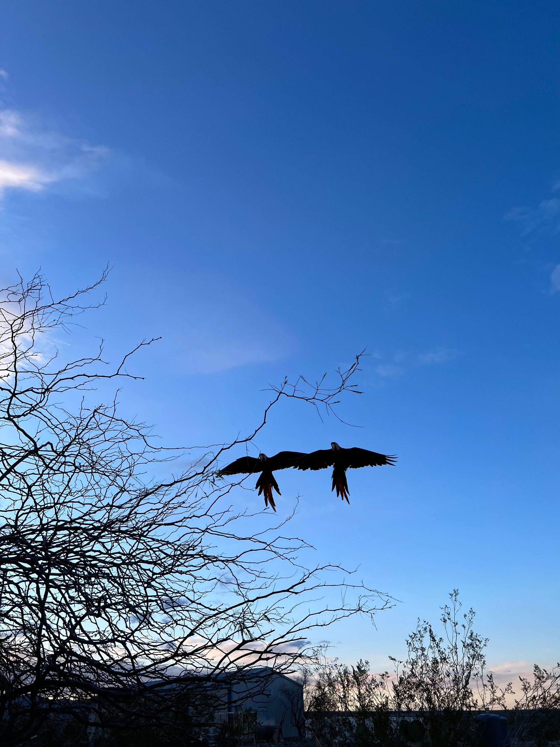 The only Macaw Rescue Inc in the United States that has real freedom. For the first time these macaw