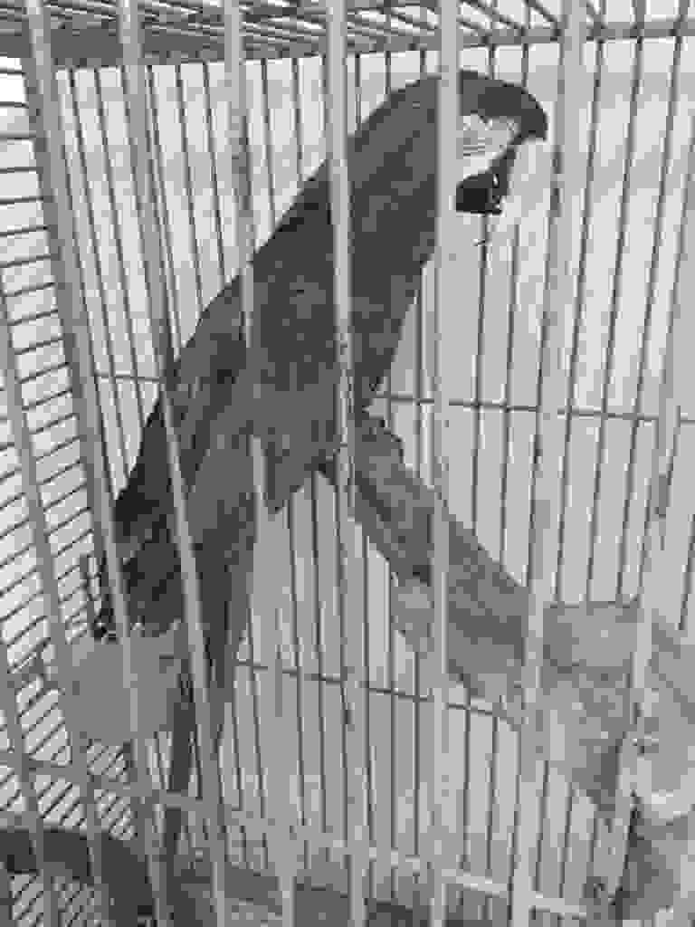 We know living in a cage steals your soul