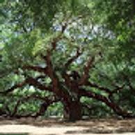 ANGEL OAK TREE 
S.C.
400-500 YRS OLD 66.5 FT. TALL 28FT CIRCUMFERENCE. SHADE 17,200 SQUARE FT