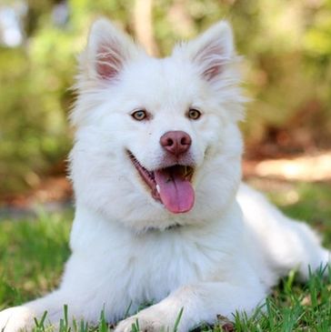 White dog smiling