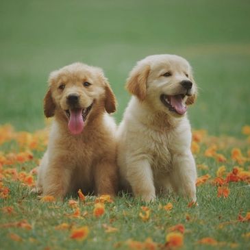 Two beautiful puppies smiling
