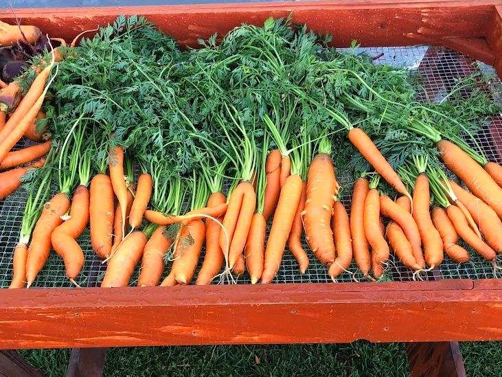 Freshly harvested carrots with green tops laid out on a wooden table.