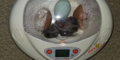 Rent a mini incubator and experience the wonder of seeing little chicks hatch