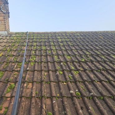 Roof tiles covered in moss before professional roof moss removal in Henley