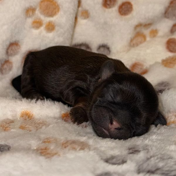 A tiny black puppy sleeping on a soft, paw-patterned blanket.