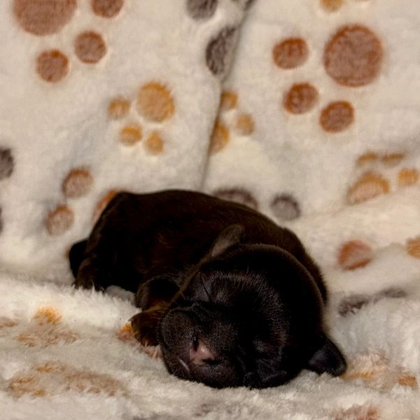 A newborn black puppy sleeping peacefully on a soft, paw-patterned blanket.