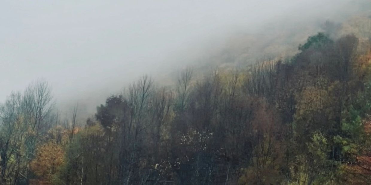 Fog enveloping a forested hillside with autumn hues.