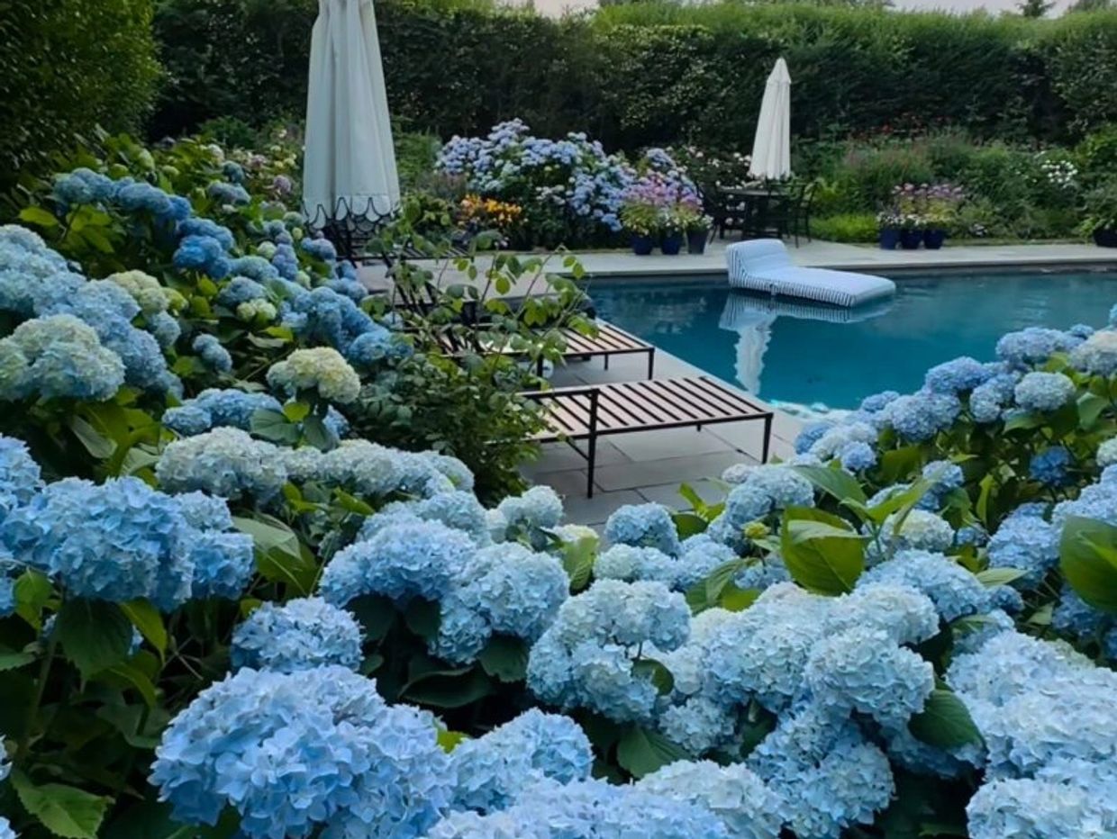 Blue hydrangeas surrounding a backyard pool with lounge chairs and umbrellas.