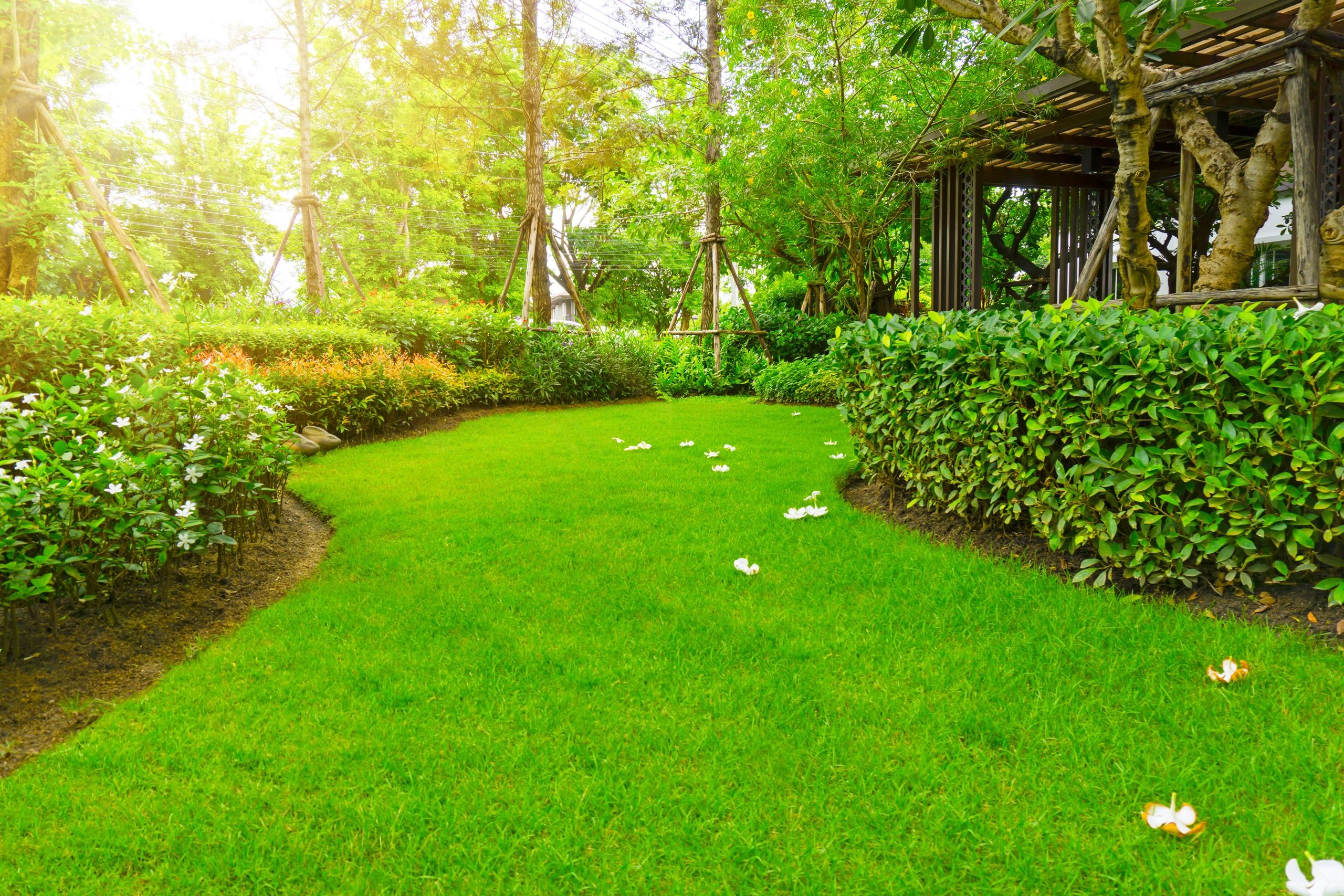 lawn care service  affordable lawn care