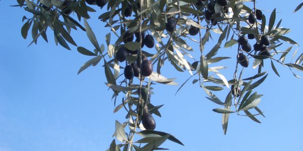 Black olives on the tree