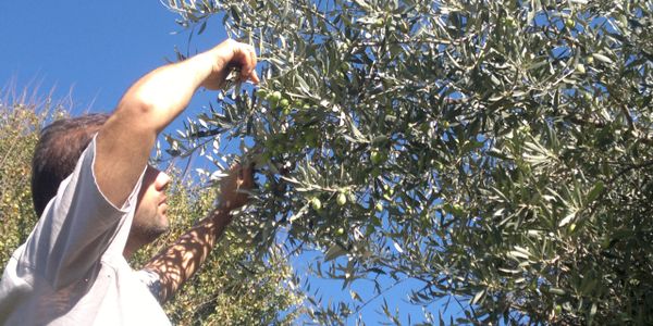Giorgos Sotirelis checking the olive quality