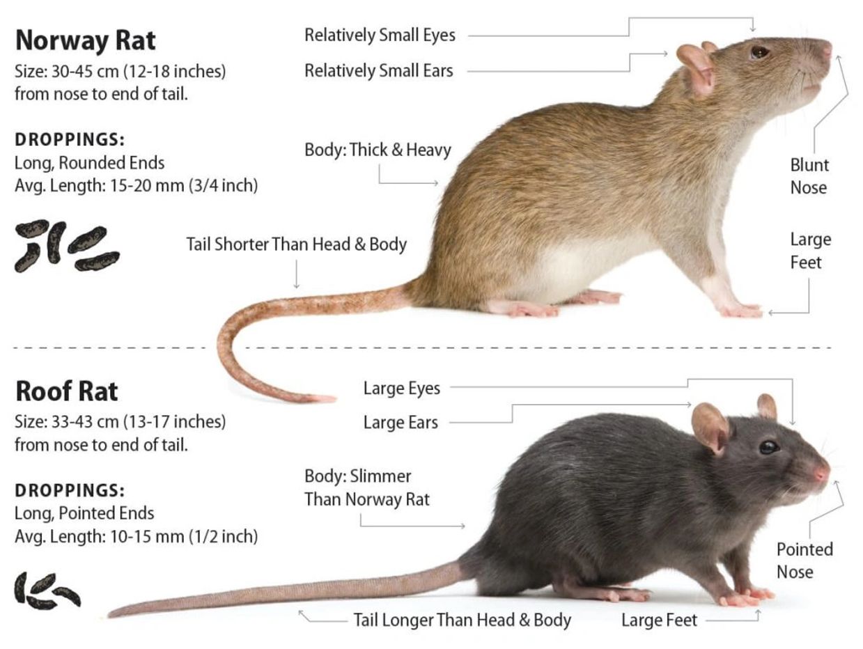 Comparison of Norway Rat and Roof Rat with key features and droppings.