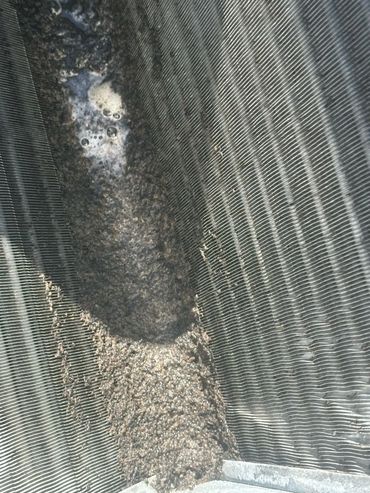 Swarm of bees clustered on a metallic surface.