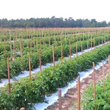 Rows of green plants supported by wooden stakes in a large field.