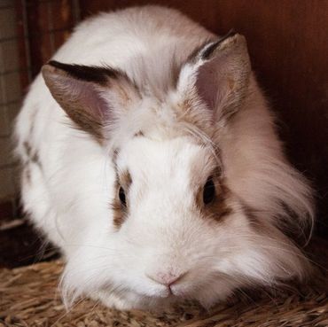 Fluffy white rabbit with brown markings resting on woven straw.