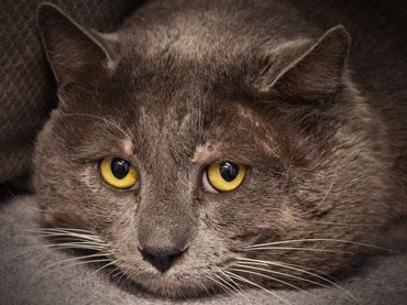 Close-up of a gray cat with striking yellow eyes resting.