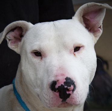 Close-up of a white dog with a unique black spotted nose and a blue collar.