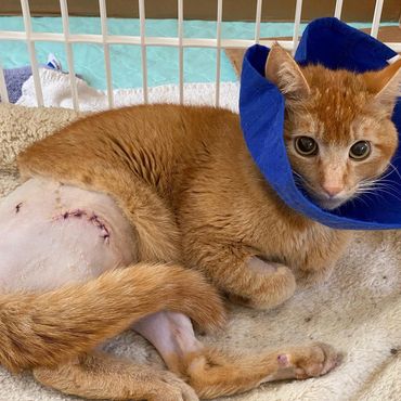 Orange cat with a shaved leg and surgical stitches wearing a blue recovery collar.