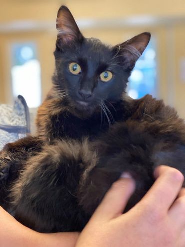A close-up of a black cat with yellow eyes being held gently.