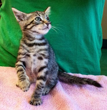 A curious tabby kitten sitting on a pink towel with a green background.