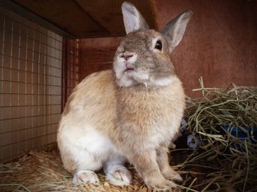 A brown and white rabbit sitting inside a wooden hutch with hay.