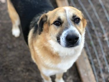 Close-up of a gentle dog with soulful eyes looking up.