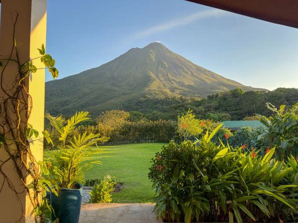 A lush garden with plants framing a majestic volcano under a clear sky.
