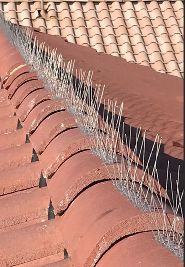 bird spikes installation