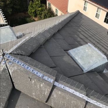 bird spikes to prevent birds from the roof