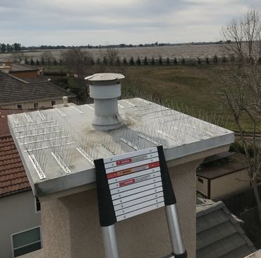 bird spike installation to chimney