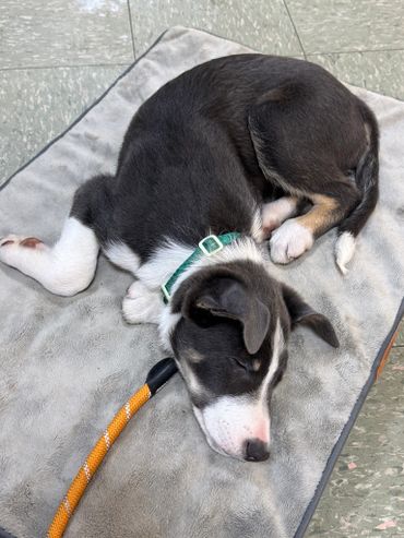 A black and white puppy sleeping on a gray blanket with an orange leash nearby.