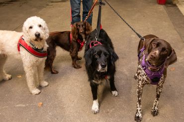 Four dogs with harnesses and leashes standing attentively.
