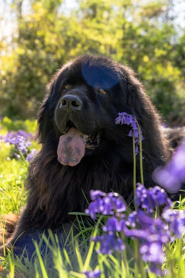 Pet photography: newfoundland in bluebells