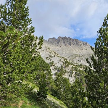 Mountain landscape with green pine trees and rocky peaks under a blue sky.