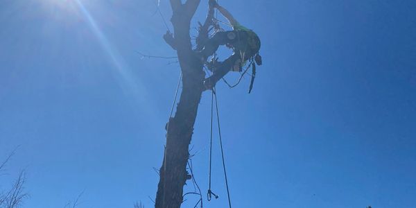 10 Star Tree Care has well trained tree climbers that can do everything from Tree Trimming and Tree 