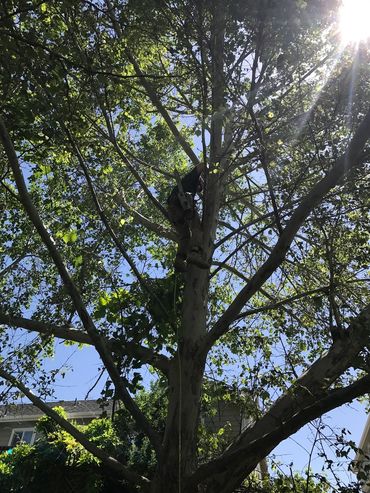 Tree Trimming with Tree Climbers. 