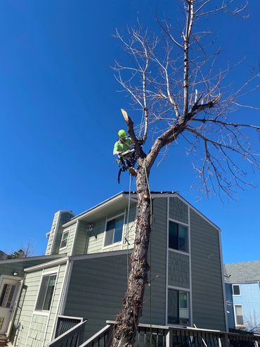 Derek the Tree Climber on a Maple Tree Removal 