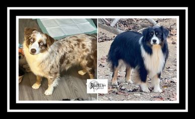 Arkansas Missouri Oklahoma Texas Miniature Toy Australian Shepherd Puppies For Sale Aussie Breeder