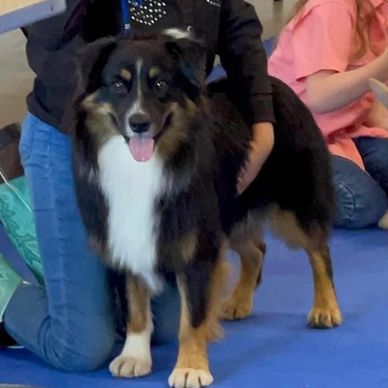 Texas & Northwest Arkansas Miniature & Toy Sized Australian Shepherd Puppies For Sale Aussie Breeder