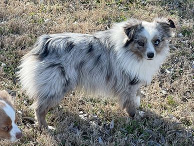 Texas & Northwest Arkansas Miniature & Toy Sized Australian Shepherd Puppies For Sale Aussie Breeder
