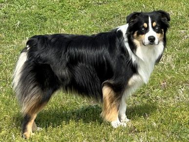 Texas & Northwest Arkansas Miniature & Toy Sized Australian Shepherd Puppies For Sale Aussie Breeder